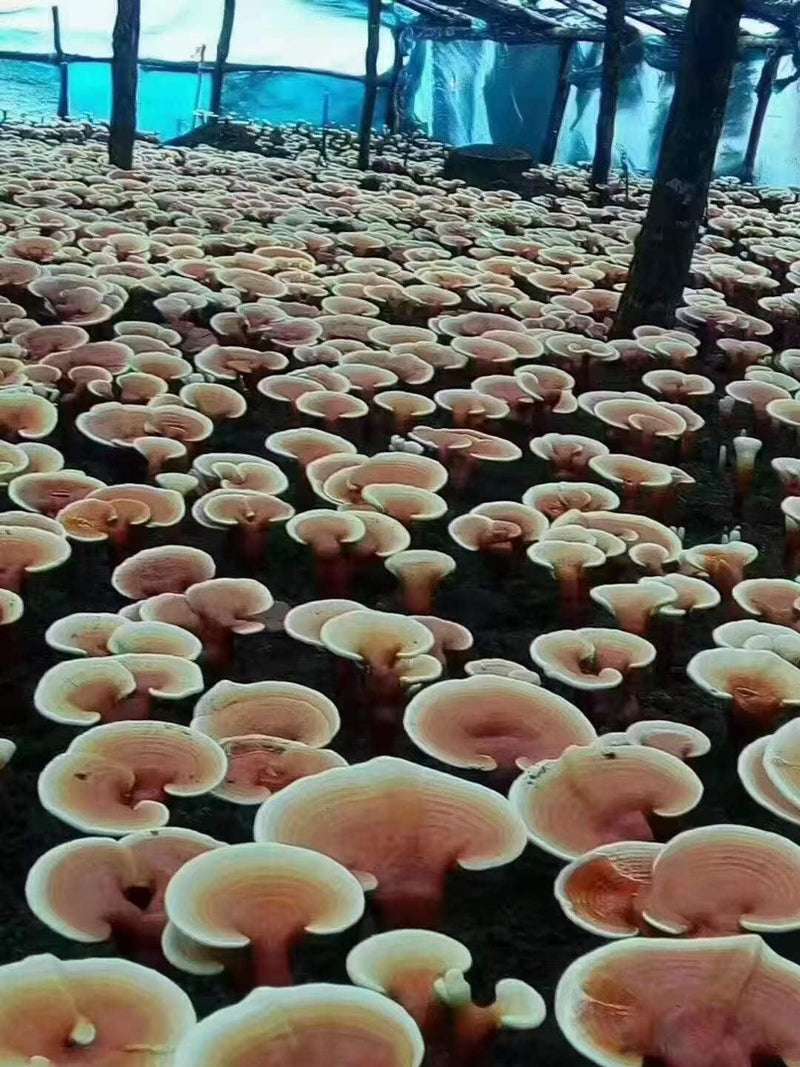 Pure Reishi Mushroom Spore Powder, Ganoderma Lucidum Extract, Ling Zhi 灵芝孢子粉-Health Wisdom™
