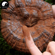 Pure Reishi Mushroom Spore Powder, Ganoderma Lucidum Extract, Ling Zhi 灵芝孢子粉-Health Wisdom™