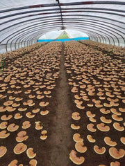 Pure Reishi Mushroom Spore Powder, Ganoderma Lucidum Extract, Ling Zhi 灵芝孢子粉-Health Wisdom™