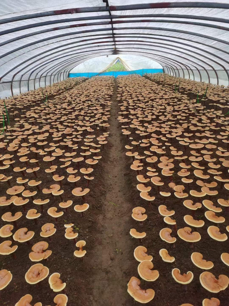 Pure Reishi Mushroom Spore Powder, Ganoderma Lucidum Extract, Ling Zhi 灵芝孢子粉-Health Wisdom™