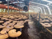 Pure Reishi Mushroom Spore Powder, Ganoderma Lucidum Extract, Ling Zhi 灵芝孢子粉-Health Wisdom™