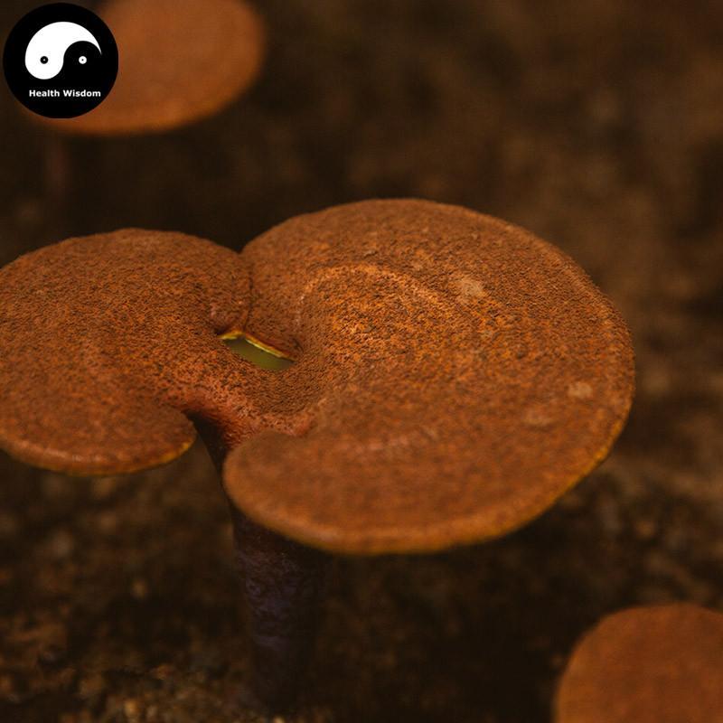 Pure Reishi Mushroom Spore Powder, Ganoderma Lucidum Extract, Ling Zhi 灵芝孢子粉-Health Wisdom™