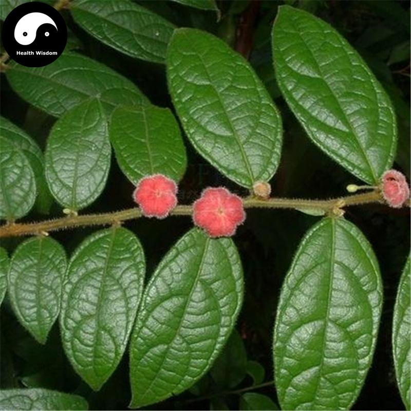 Qi Da Gu 漆大姑, Suan Pan Zi, Ye Nan Gua, Folium Glochidii Puberi-Health Wisdom™