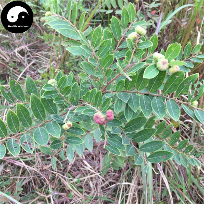 Qi Da Gu 漆大姑, Suan Pan Zi, Ye Nan Gua, Folium Glochidii Puberi-Health Wisdom™