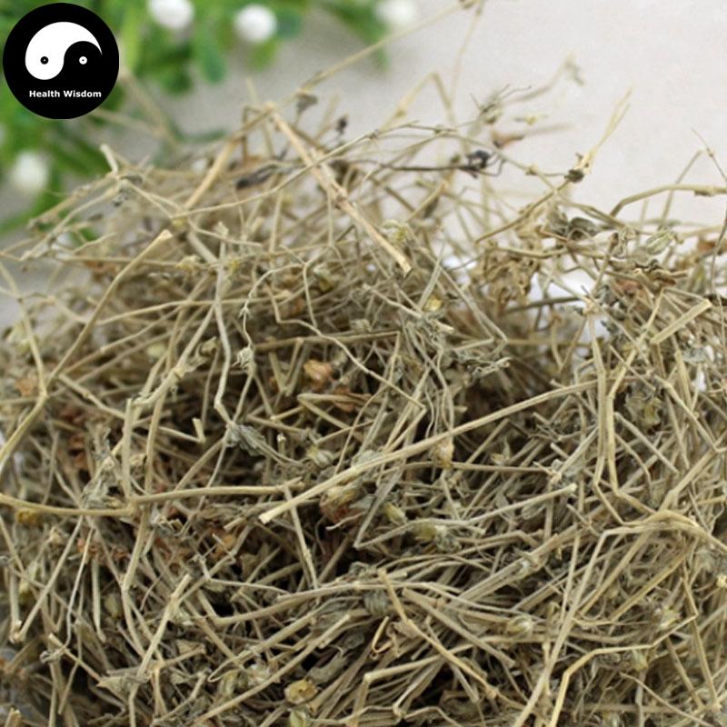 Qi Gu Cao 漆姑草, Herba Sagina Japonica, Zhen Zhu Cao-Health Wisdom™