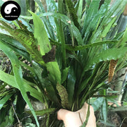 Qi Xing Jian 七星劍, Cavalerie Mosla Herb, Gu Pai Cao, Jian Cao-Health Wisdom™