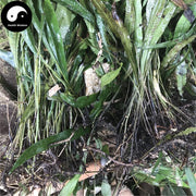 Qi Xing Jian 七星劍, Cavalerie Mosla Herb, Gu Pai Cao, Jian Cao-Health Wisdom™
