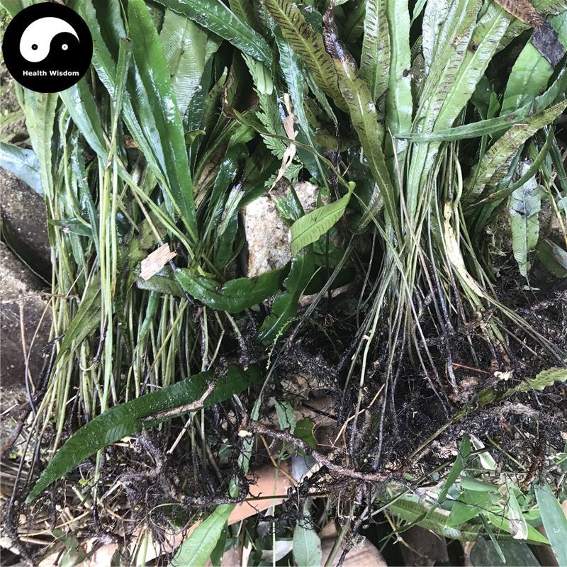 Qi Xing Jian 七星劍, Cavalerie Mosla Herb, Gu Pai Cao, Jian Cao-Health Wisdom™
