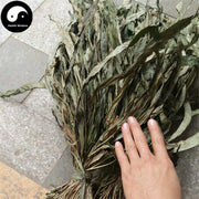 Qi Xing Jian 七星劍, Cavalerie Mosla Herb, Gu Pai Cao, Jian Cao-Health Wisdom™