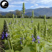 Qi Ya Zi 奇亚籽, Chia Fruit Seeds, Fructus Salvia Hispanica-Health Wisdom™