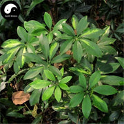 Qi Ye Lian 七叶莲, Schefflera Arboricola Hayata Root-Health Wisdom™