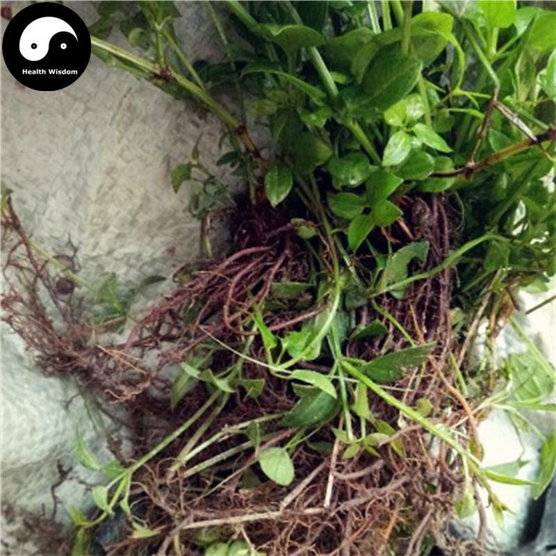 Qian Cao Gen 茜草根, Radix Rubiae, India Madder Root-Health Wisdom™