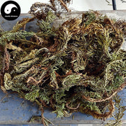 Qian Ceng Ta 千层塔, Dried Herba Huperzia Serrata, Jin Bu Huan-Health Wisdom™