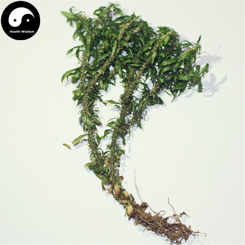 Qian Ceng Ta 千层塔, Dried Herba Huperzia Serrata, Jin Bu Huan-Health Wisdom™
