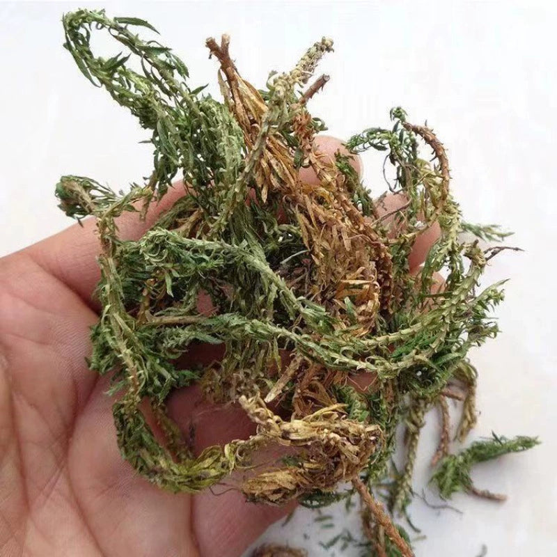 Qian Ceng Ta 千层塔, Dried Herba Huperzia Serrata, Jin Bu Huan-Health Wisdom™