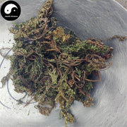 Qian Ceng Ta 千层塔, Dried Herba Huperzia Serrata, Jin Bu Huan-Health Wisdom™