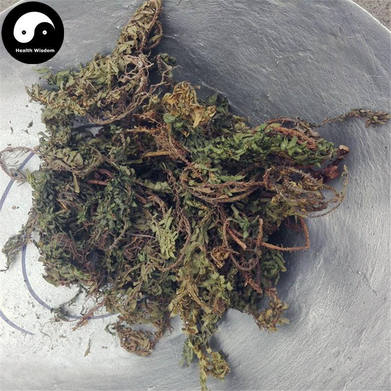 Qian Ceng Ta 千层塔, Dried Herba Huperzia Serrata, Jin Bu Huan-Health Wisdom™