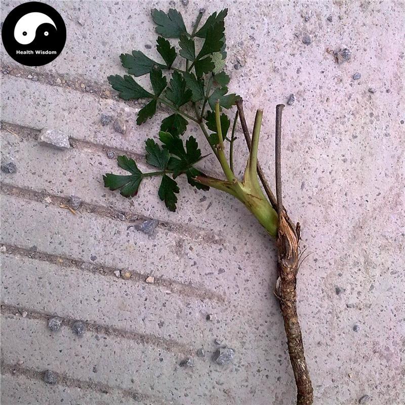 Qian Hu 前胡, Radix Peucedani, Whiteflower Hogfennel Root-Health Wisdom™