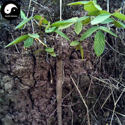 Qian Jin Ba 千斤拔, Philippine Flemingia Root, Radix Flemingiae Philippinensis-Health Wisdom™