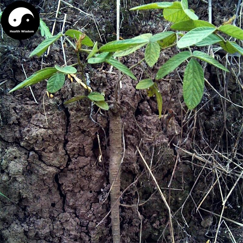 Qian Jin Ba 千斤拔, Philippine Flemingia Root, Radix Flemingiae Philippinensis-Health Wisdom™