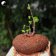 Qian Jin Teng 千金藤, Stephania japonica (Thunb.) Miers Roots, Di Bu Rong-Health Wisdom™