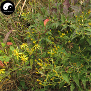 Qian Li Guang 千裏光, Climbing Groundsel Herb, Herba Senecionis Scandentis, Qian Li Ming-Health Wisdom™