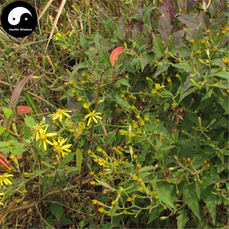 Qian Li Guang 千裏光, Climbing Groundsel Herb, Herba Senecionis Scandentis, Qian Li Ming-Health Wisdom™