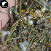 Qian Li Guang 千裏光, Climbing Groundsel Herb, Herba Senecionis Scandentis, Qian Li Ming-Health Wisdom™