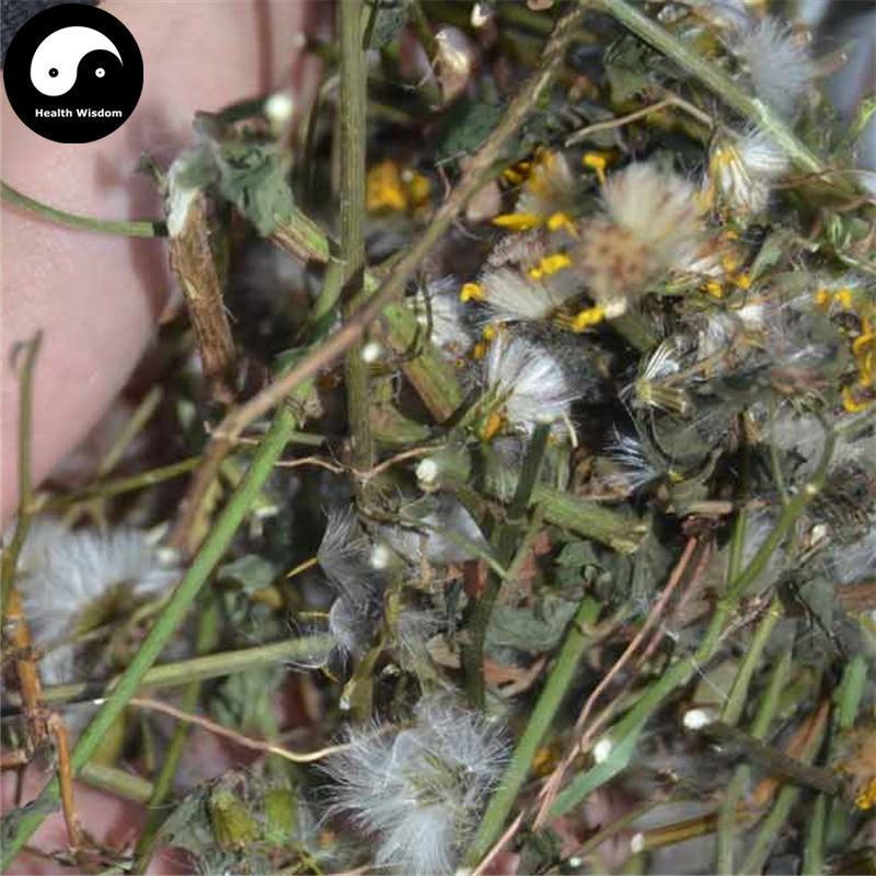 Qian Li Guang 千裏光, Climbing Groundsel Herb, Herba Senecionis Scandentis, Qian Li Ming-Health Wisdom™