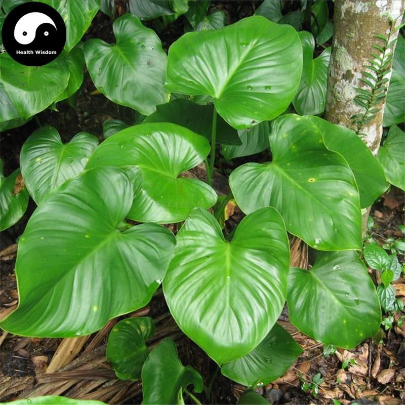 Qian Nian Jian 千年健, Obscured Homalomena Rhizome, Rhizoma Homalomenae-Health Wisdom™
