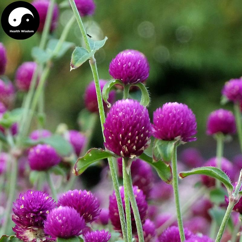 Qian Ri Hong 千日紅, Flos Gomphrena Globosa, Globeamaranth Flower-Health Wisdom™
