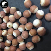Qian Shi 芡實, Gorgon fruit, Gordon Euryale Seed, Semen Euryales, Ji Tou Mi-Health Wisdom™