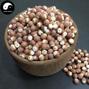 Qian Shi 芡實, Gorgon fruit, Gordon Euryale Seed, Semen Euryales, Ji Tou Mi-Health Wisdom™
