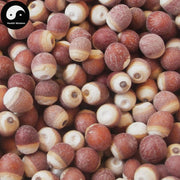 Qian Shi 芡實, Gorgon fruit, Gordon Euryale Seed, Semen Euryales, Ji Tou Mi-Health Wisdom™