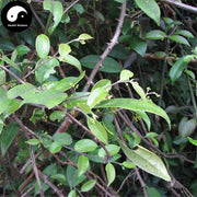 Qing Feng Teng 青风藤, Caulis Sinomenii Twig, Sinomenium Acutum, Qing Teng-Health Wisdom™
