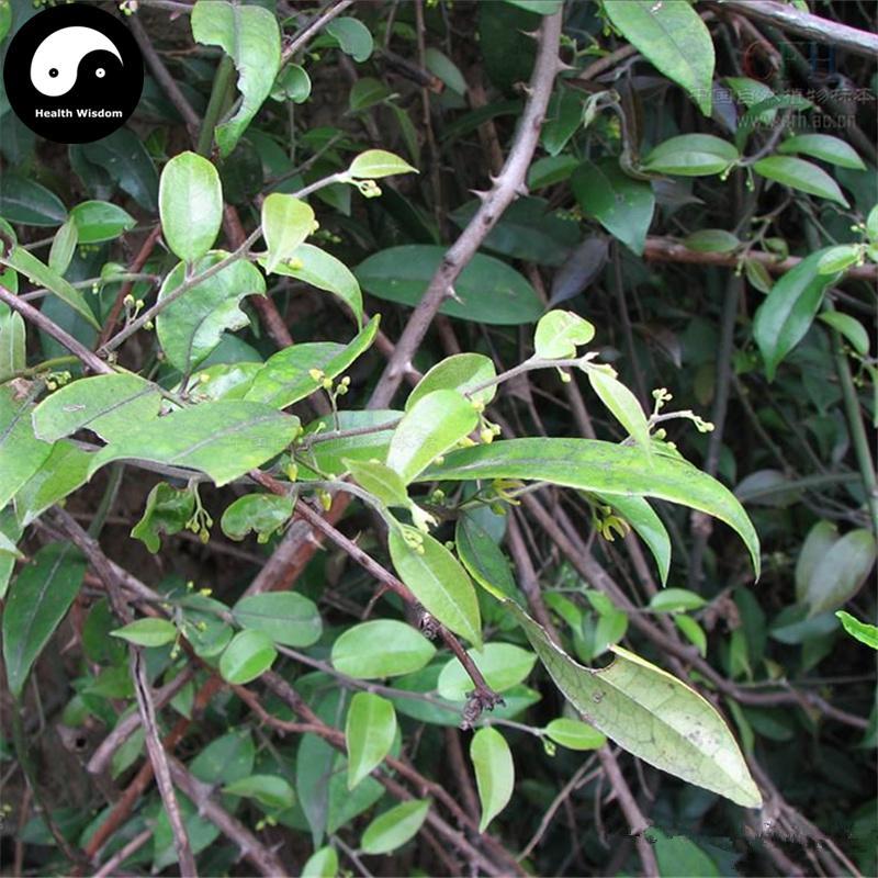Qing Feng Teng 青风藤, Caulis Sinomenii Twig, Sinomenium Acutum, Qing Teng-Health Wisdom™