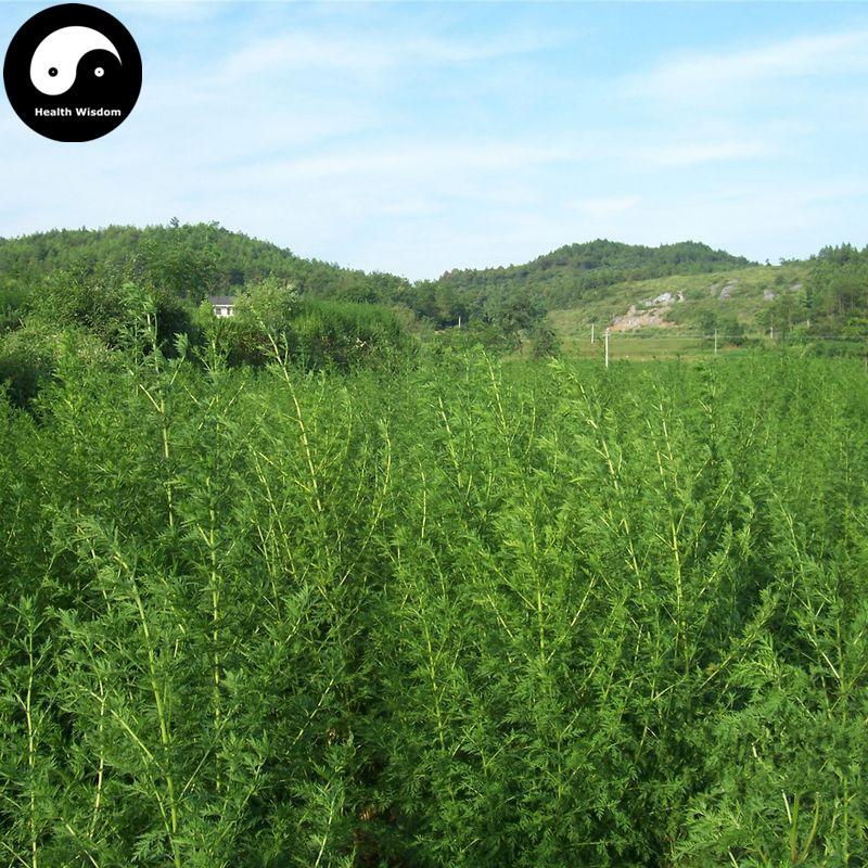 Qing Hao 青蒿, Herbal Tea Artemisiae Annua, Artemisia Herb, Sweet Wormwood, Artemisinin-Health Wisdom™