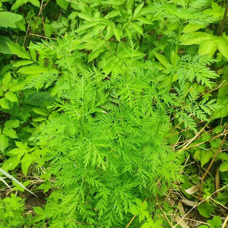 Qing Hao 青蒿, Herbal Tea Artemisiae Annua, Artemisia Herb, Sweet Wormwood, Artemisinin-Health Wisdom™