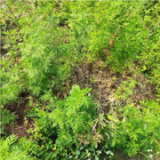 Qing Hao 青蒿, Herbal Tea Artemisiae Annua, Artemisia Herb, Sweet Wormwood, Artemisinin-Health Wisdom™
