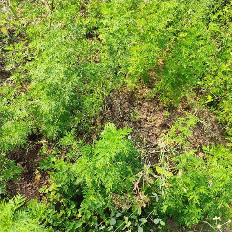 Qing Hao 青蒿, Herbal Tea Artemisiae Annua, Artemisia Herb, Sweet Wormwood, Artemisinin-Health Wisdom™