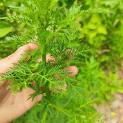 Qing Hao 青蒿, Pure Artemisiae Annua Powder, Artemisia Herb Tea, Sweet Wormwood Artemisinin-Health Wisdom™