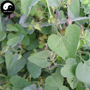 Qing Mu Xiang 青木香, Radix Aristolochiae, Slender Dutchmanspipe Root-Health Wisdom™