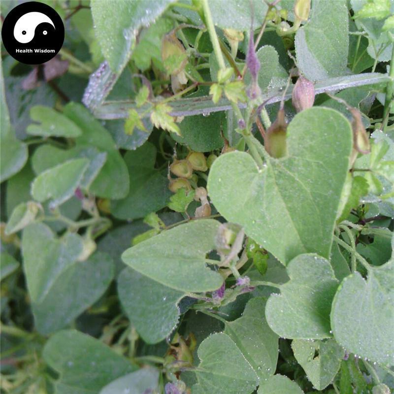 Qing Mu Xiang 青木香, Radix Aristolochiae, Slender Dutchmanspipe Root-Health Wisdom™