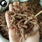 Qing Mu Xiang 青木香, Radix Aristolochiae, Slender Dutchmanspipe Root-Health Wisdom™