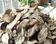 Qing Qian Liu Ye 青钱柳叶, Cyclocarya Paliurus Leaf Tea, Lower Blood Pressure Herba Tea-Health Wisdom™
