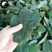 Qing Qian Liu Ye 青钱柳叶, Cyclocarya Paliurus Leaf Tea, Lower Blood Pressure Herba Tea-Health Wisdom™
