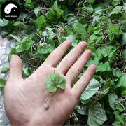 Qing Tian Kui 青天葵, Herba Nerviliae Fordii, Nervilia Fordii Herb, Du Ye Lian-Health Wisdom™