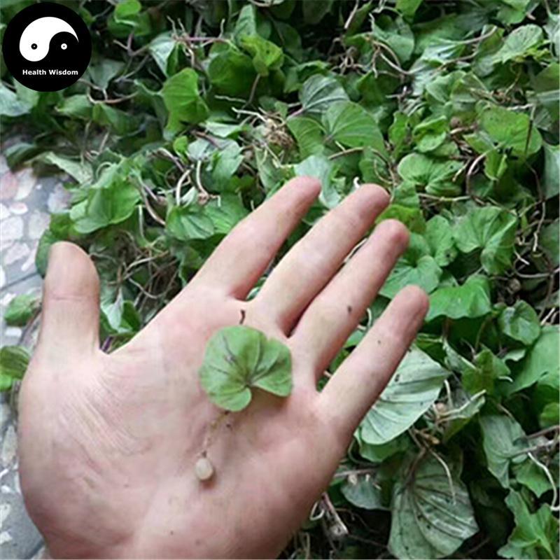 Qing Tian Kui 青天葵, Herba Nerviliae Fordii, Nervilia Fordii Herb, Du Ye Lian-Health Wisdom™