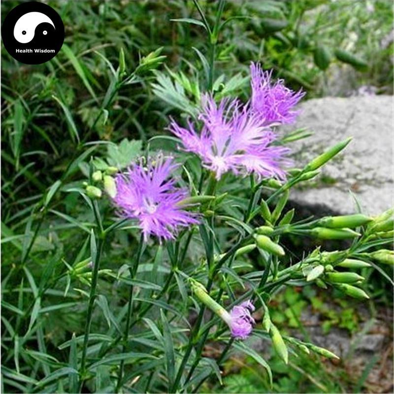 Qu Mai 瞿麥, Dianthus Superbus, Herba Dianthi-Health Wisdom™