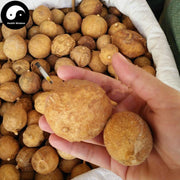 Qu Tou Ji 屈头鸡, Capperis Versicolor Griff-Health Wisdom™